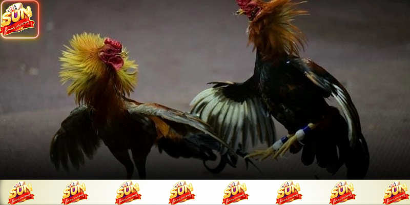 Các chiến kê được tuyển chọn kỹ càng mang đến trận đấu chất lượng