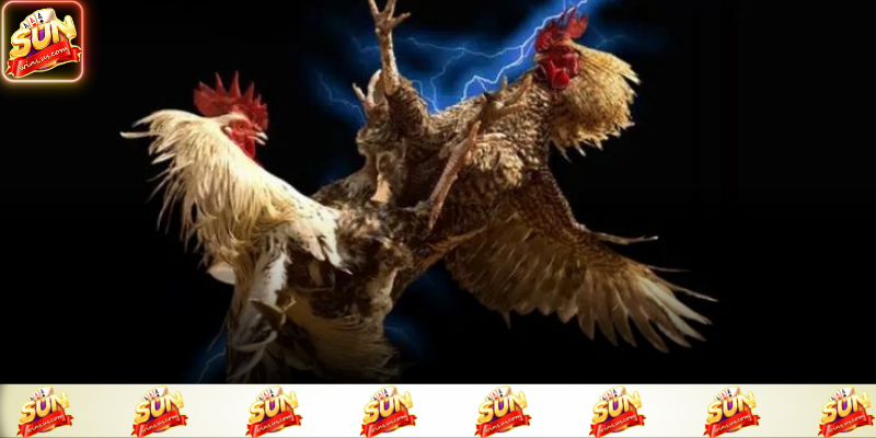 Đá Gà Trực Tiếp C1